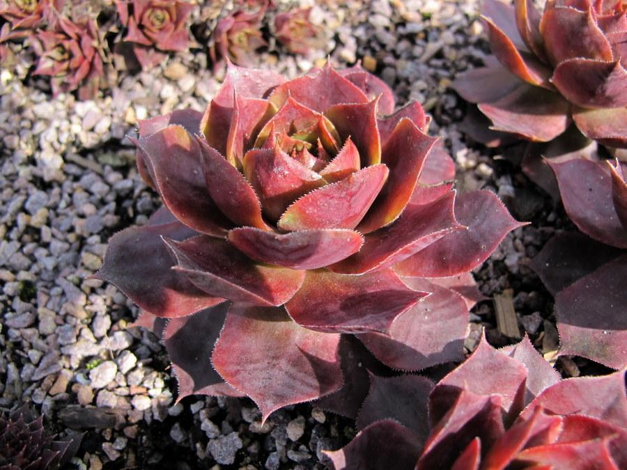 Photo of Hen and Chicks (Sempervivum 'Alesia') uploaded by goldfinch4