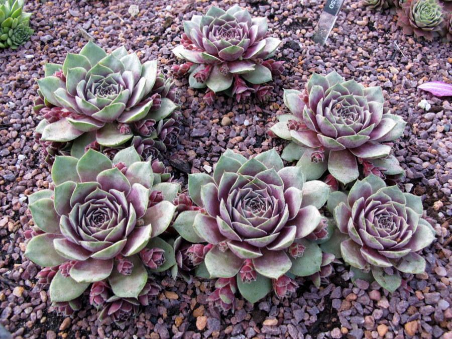 Photo of Hen and Chicks (Sempervivum 'Picasso') uploaded by goldfinch4
