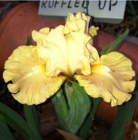 Photo of Standard Dwarf Bearded Iris (Iris 'All Ruffled Up') uploaded by grannysgarden