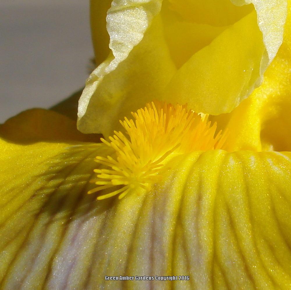 Photo of Tall Bearded Iris (Iris 'Smart Money') uploaded by lovemyhouse