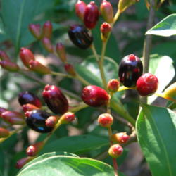 Location: Winter Springs, FL zone 9b
Date: 2011-09-27
Berries in fall and winter add beautiful color to this bush.