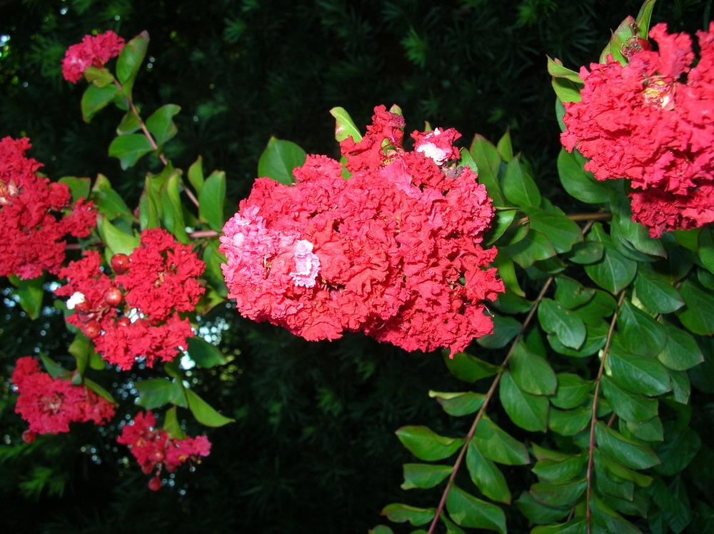 Photo of Crepe Myrtle (Lagerstroemia indica Dynamite®) uploaded by sunkissed