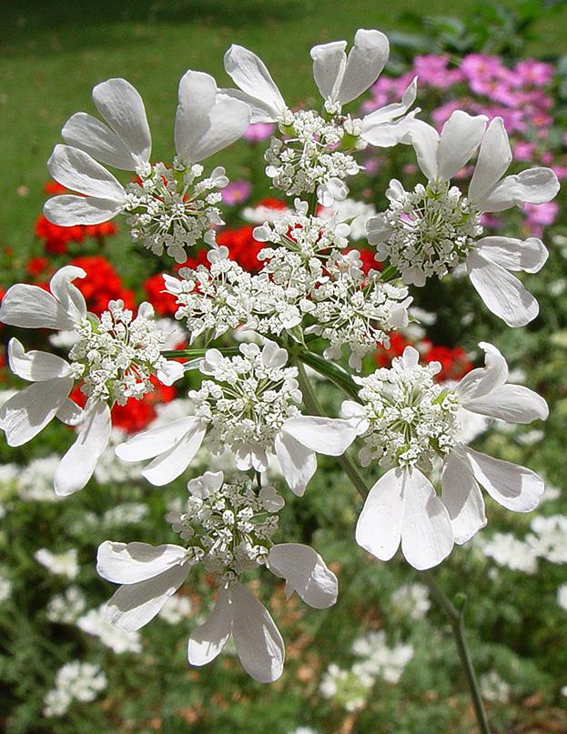 Photo of White Lace Flower (Orlaya grandiflora) uploaded by ArtD