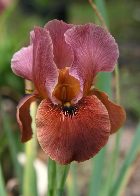 Photo of Arilbred Iris (Iris 'Arabian Archer') uploaded by Calif_Sue
