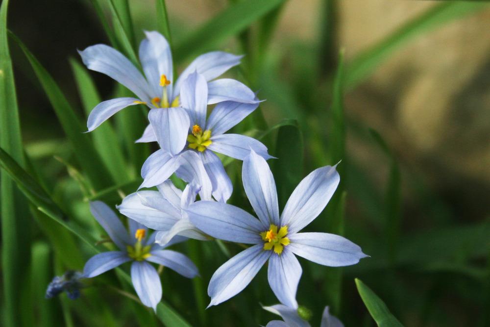 Photo of Narrowleaf Blue-Eyed Grass (Sisyrinchium angustifolium) uploaded by GrammaChar