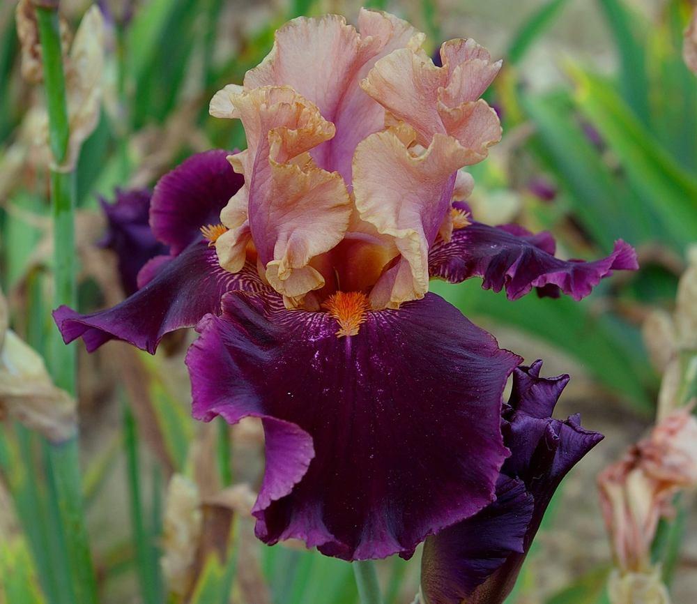 Photo of Tall Bearded Iris (Iris 'Naples') uploaded by Misawa77