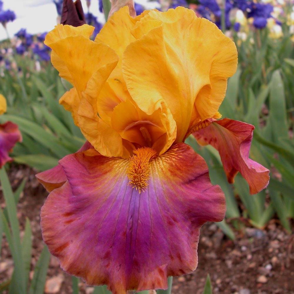 Photo of Tall Bearded Iris (Iris 'Megabucks') uploaded by Misawa77