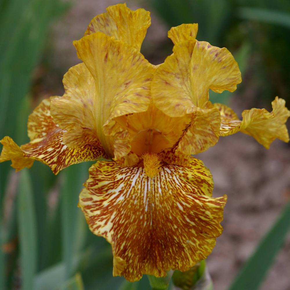 Photo of Tall Bearded Iris (Iris 'Tiger Honey') uploaded by Misawa77