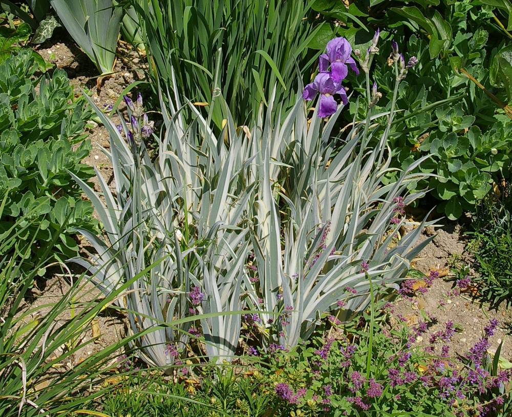 Photo of Species Iris (Iris pallida 'Argentea') uploaded by Misawa77