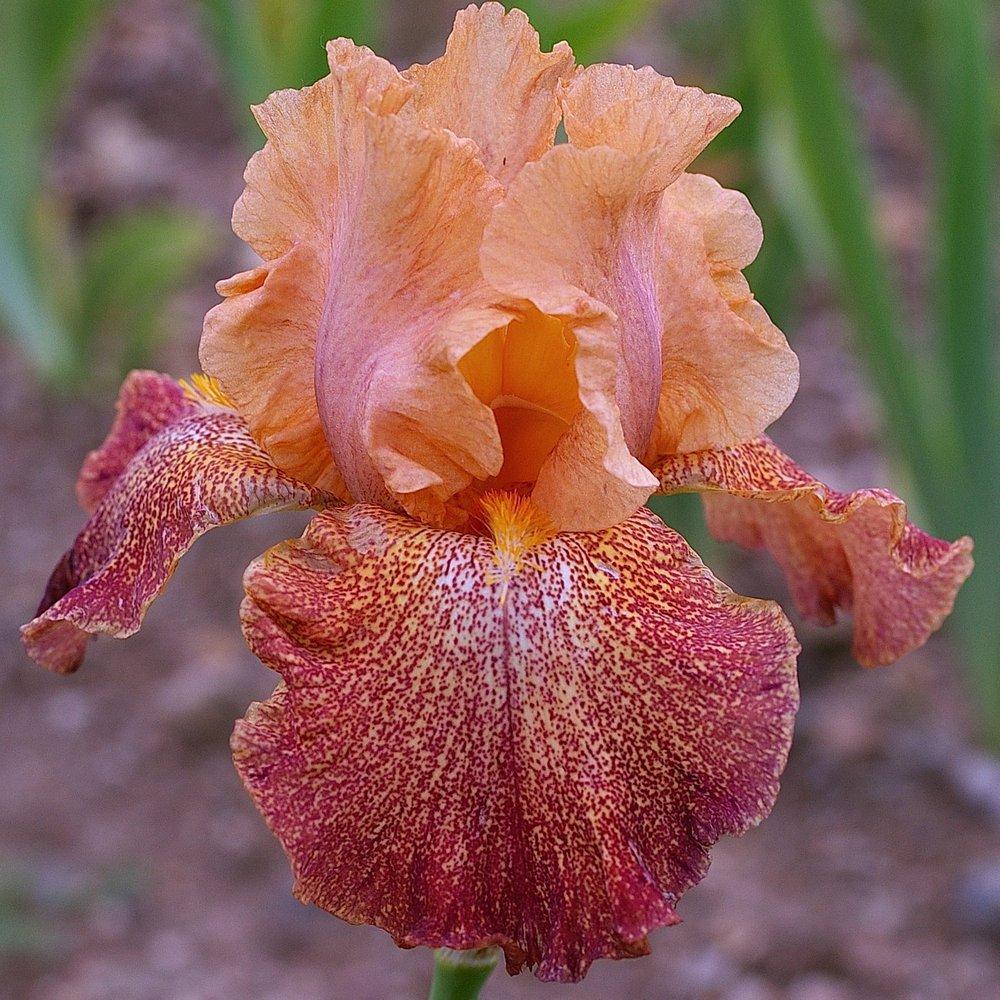 Photo of Tall Bearded Iris (Iris 'Tanzanian Tangerine') uploaded by Misawa77