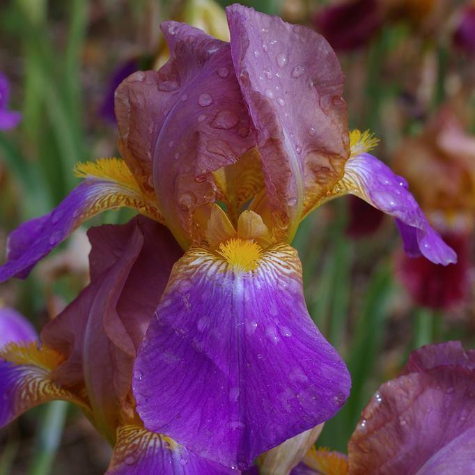 Photo of Tall Bearded Iris (Iris 'Seraphita') uploaded by Misawa77