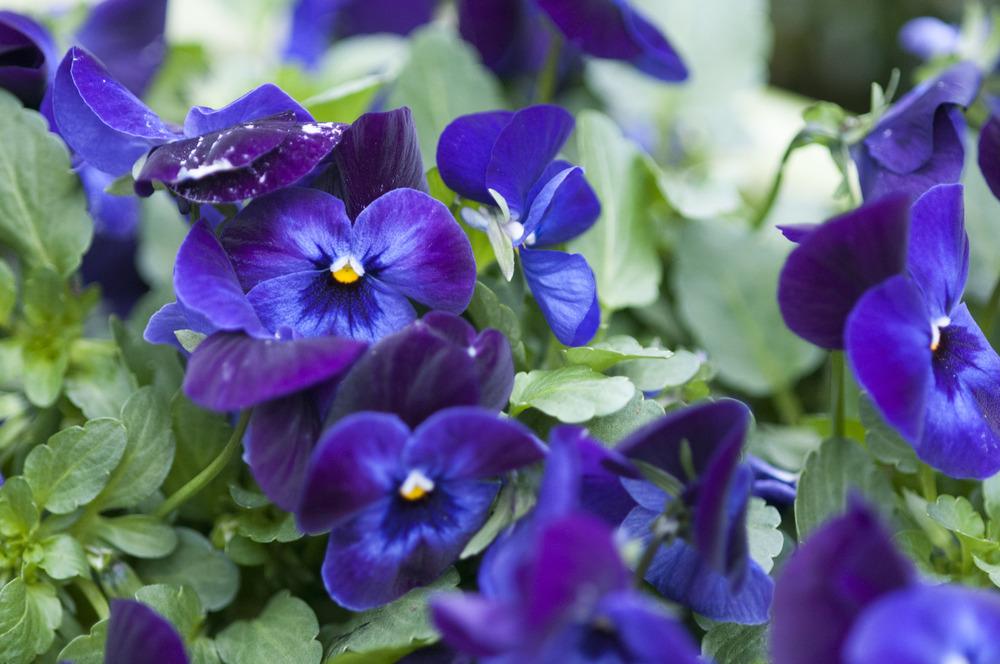 Photo of Violas (Viola) uploaded by cliftoncat
