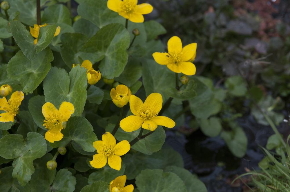 Photo of Marsh Marigold (Caltha palustris) uploaded by cliftoncat