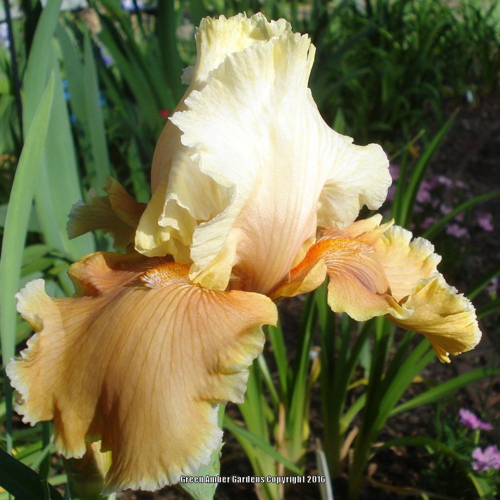 Photo of Tall Bearded Iris (Iris 'English Charm') uploaded by lovemyhouse