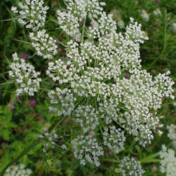 Location: Florissant, MO
Date: July 2009
Queen Anne's Lace