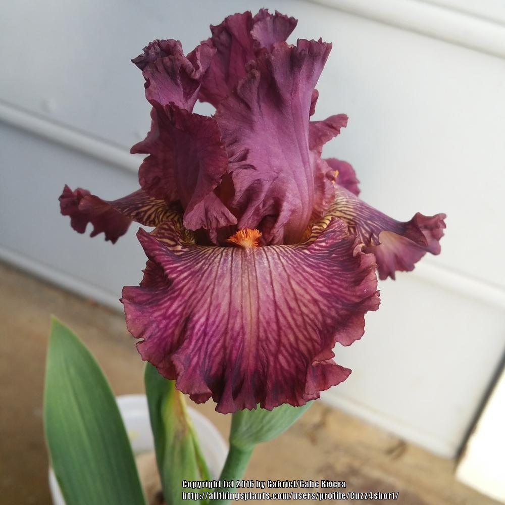 Photo of Tall Bearded Iris (Iris 'Art School') uploaded by Cuzz4short