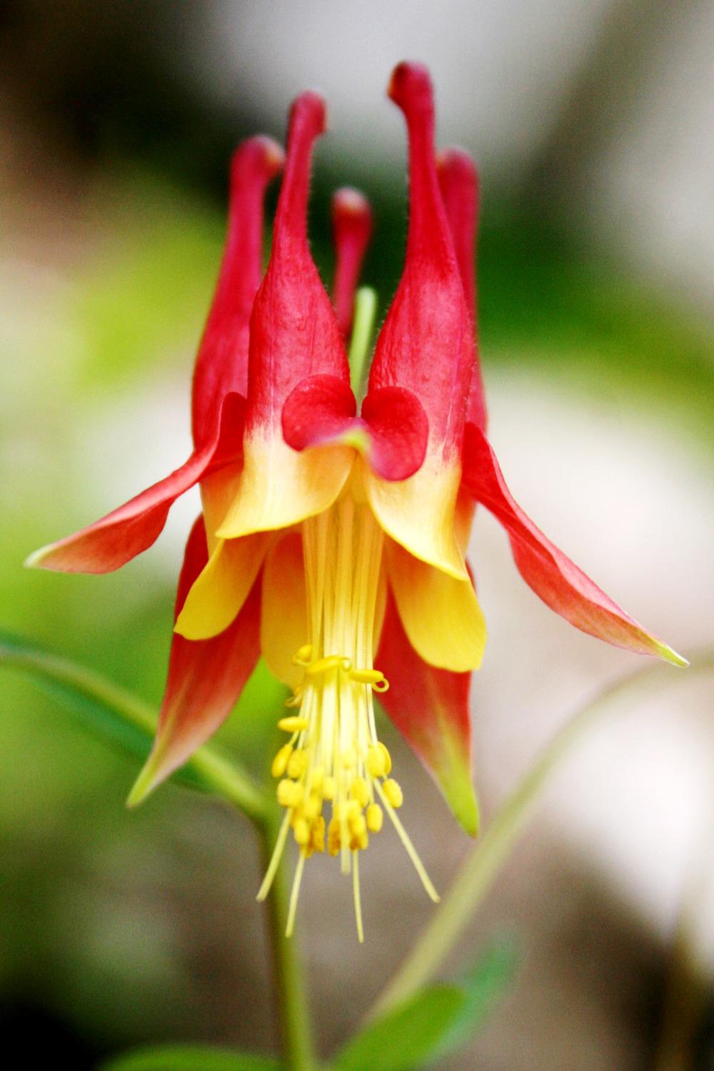 Photo of Eastern Red Columbine (Aquilegia canadensis) uploaded by GrammaChar