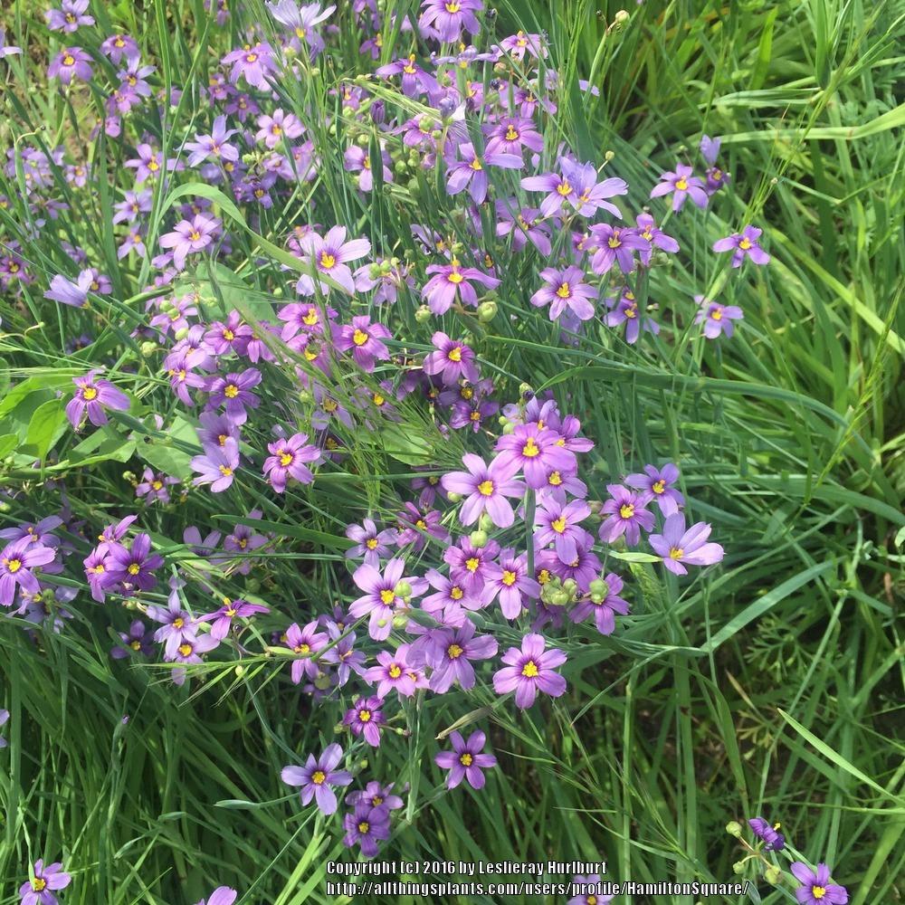 Photo of California Blue-Eyed Grass (Sisyrinchium bellum) uploaded by HamiltonSquare