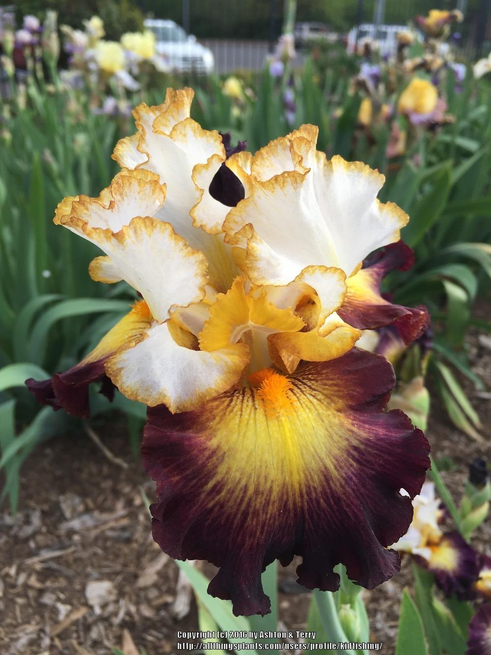 Photo of Tall Bearded Iris (Iris 'Superhero') uploaded by kidfishing