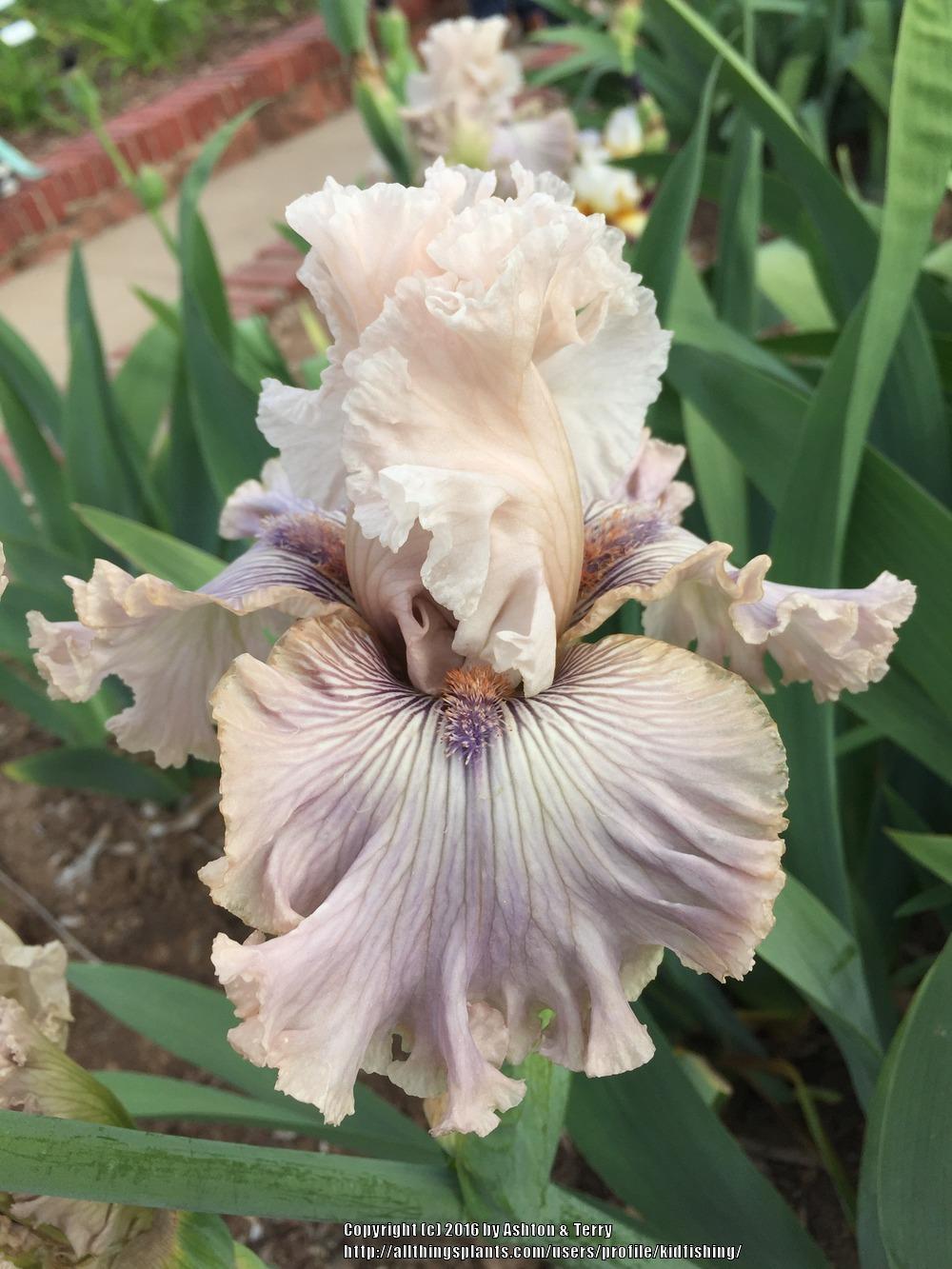 Photo of Tall Bearded Iris (Iris 'Haunted Heart') uploaded by kidfishing