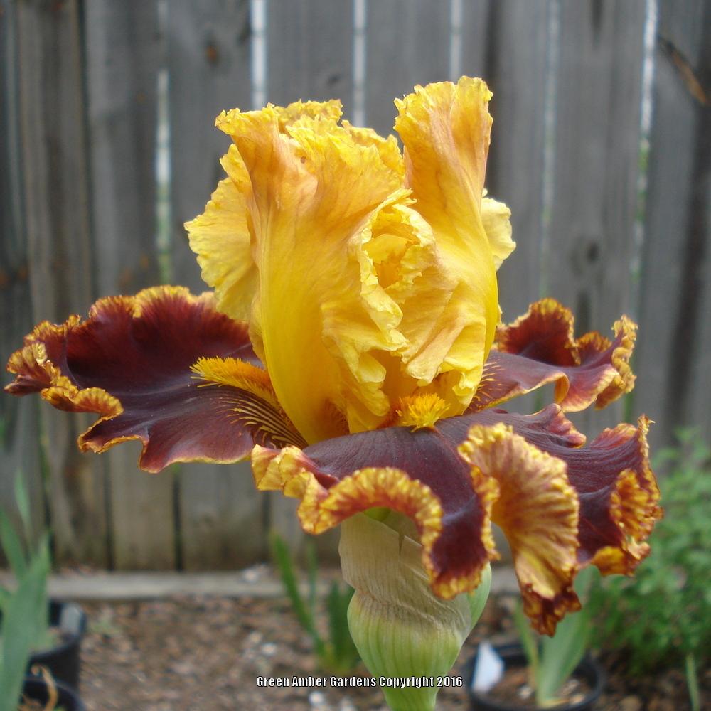 Photo of Tall Bearded Iris (Iris 'Stop the Traffic') uploaded by lovemyhouse