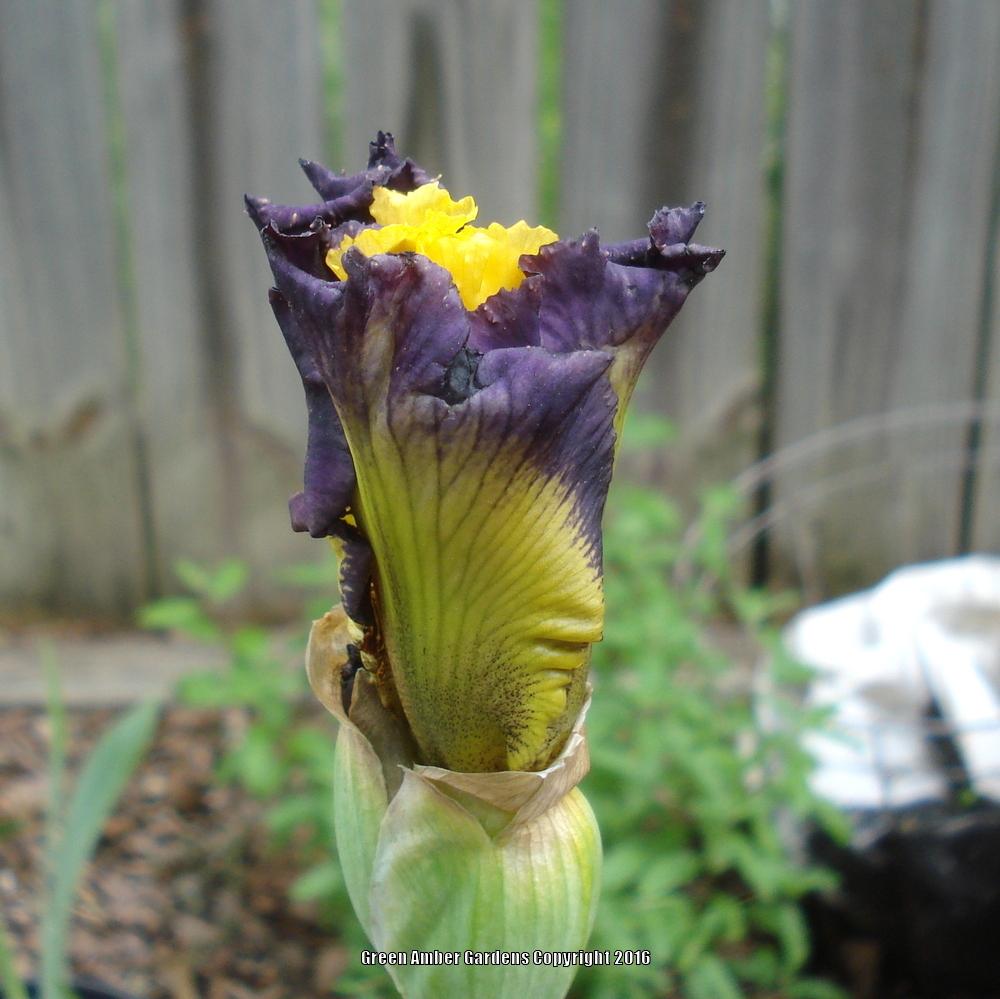 Photo of Tall Bearded Iris (Iris 'Pirate Ahoy') uploaded by lovemyhouse