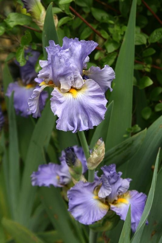 Photo of Tall Bearded Iris (Iris 'Juke Box Hero') uploaded by Calif_Sue