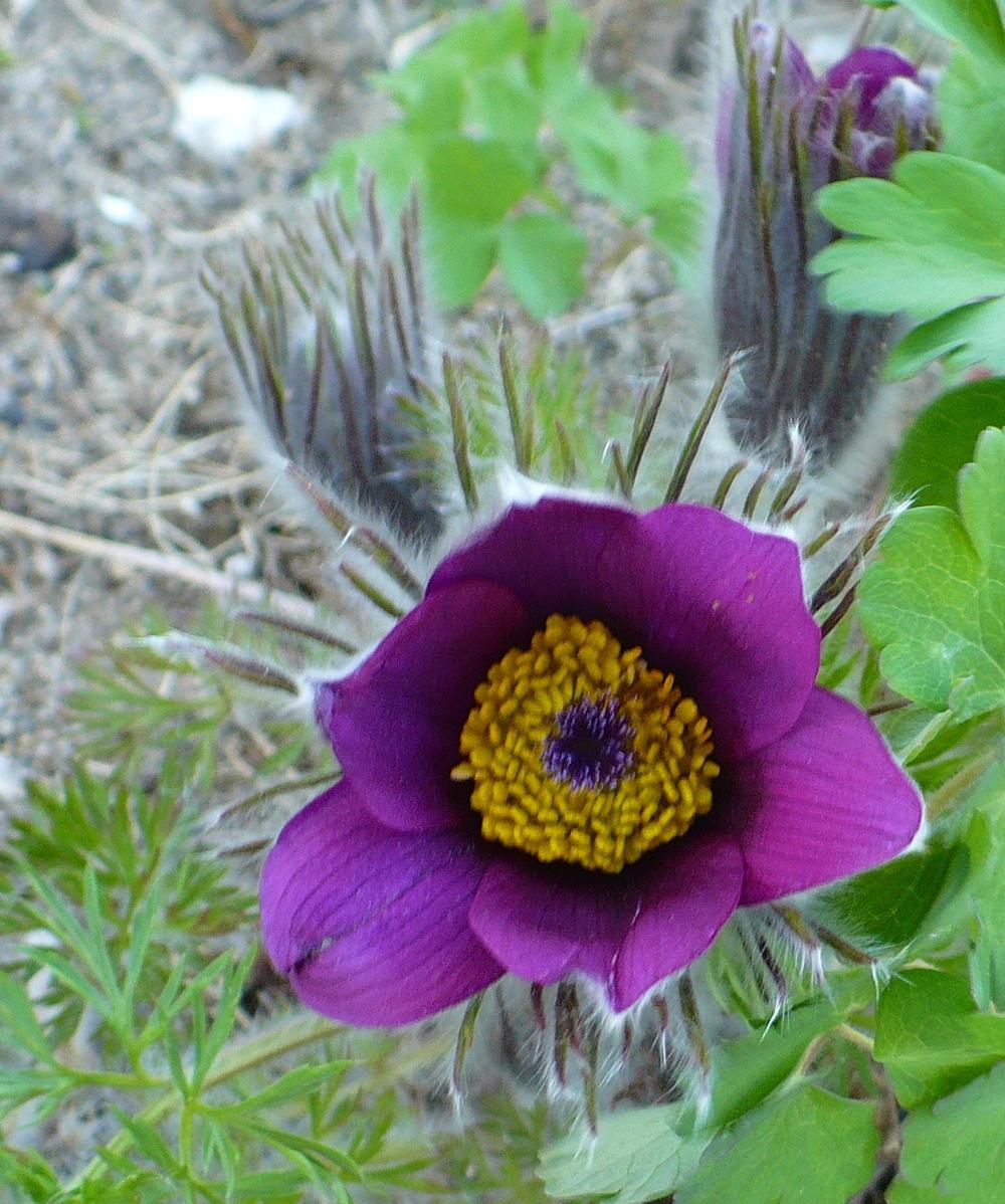 Photo of Pasque Flower (Pulsatilla vulgaris) uploaded by HemNorth