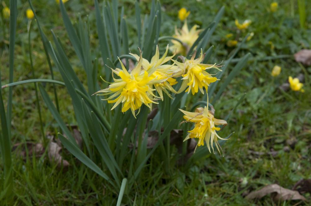 Photo of Double Daffodil (Narcissus 'Rip van Winkle') uploaded by cliftoncat