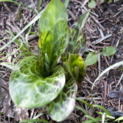 Location: Oxfordshire, England
Date: 2016-04-10
My favourite erythronium - emerging leaves and buds