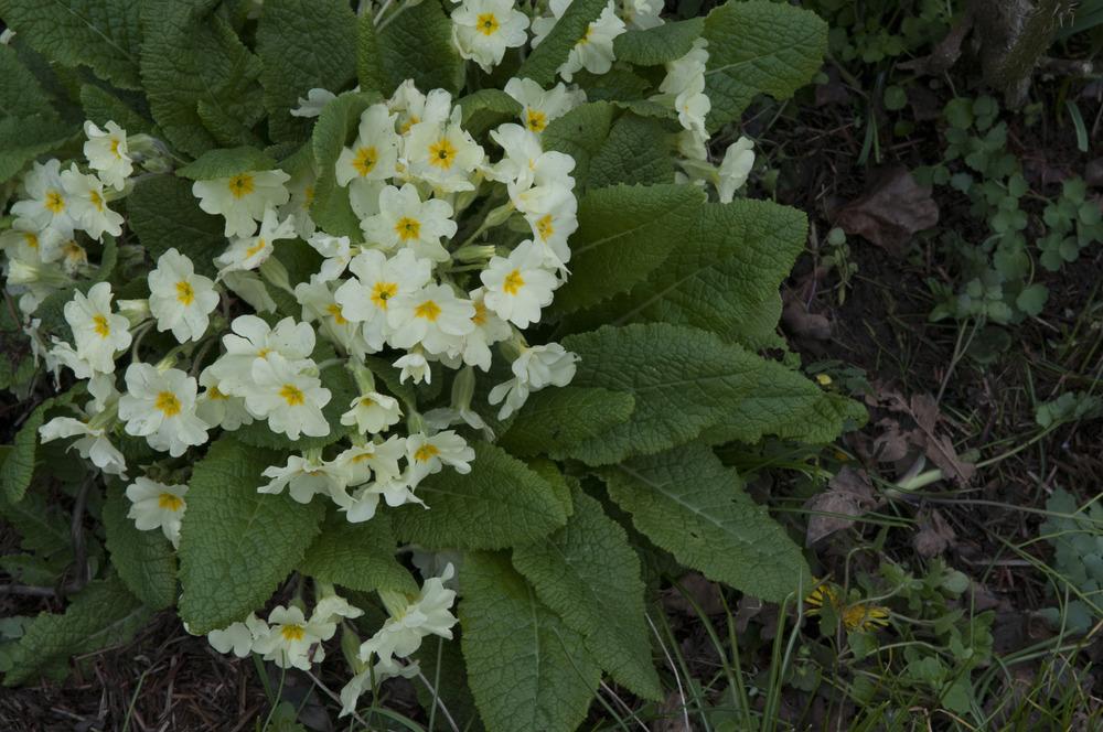Photo of Primroses (Primula) uploaded by cliftoncat