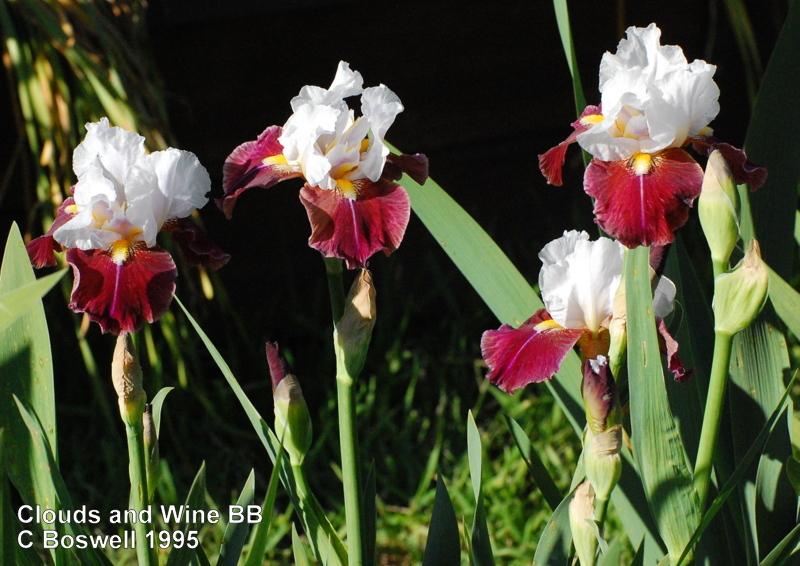 Photo of Border Bearded Iris (Iris 'Clouds and Wine') uploaded by coboro