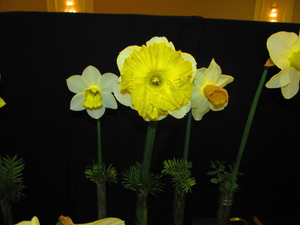 Photo of Large-Cupped Daffodil (Narcissus 'Dinnerplate') uploaded by jmorth
