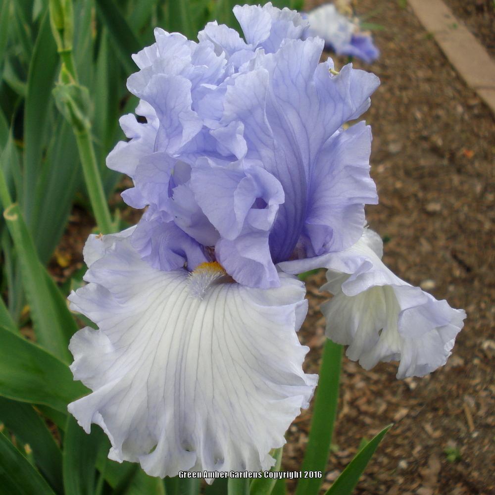 Photo of Tall Bearded Iris (Iris 'Never Been Kissed') uploaded by lovemyhouse