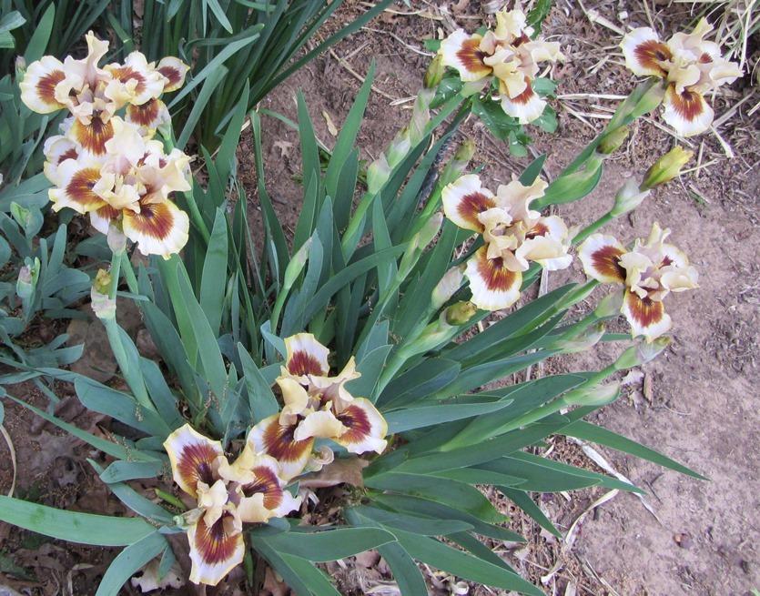 Photo of Intermediate Bearded Iris (Iris 'Zing Me') uploaded by Bloombuddie