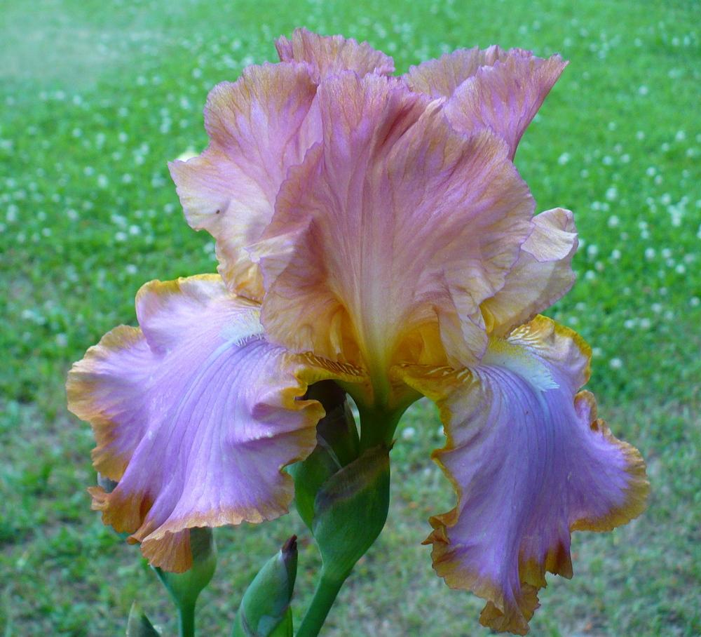 Photo of Tall Bearded Iris (Iris 'Afternoon Delight') uploaded by HemNorth
