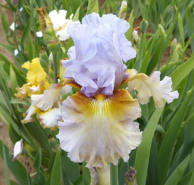 Photo of Tall Bearded Iris (Iris 'Cow Palace') uploaded by Misawa77