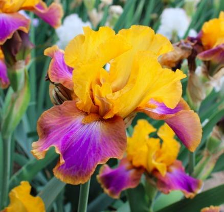 Photo of Tall Bearded Iris (Iris 'Crooked Little Smile') uploaded by Moiris
