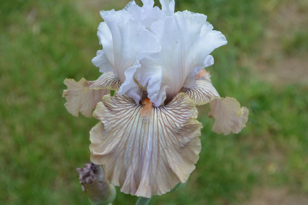 Photo of Tall Bearded Iris (Iris 'Tango Amigo') uploaded by Phillipb2