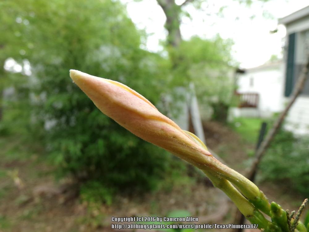 Photo of Plumeria (Plumeria rubra 'Aztec Gold') uploaded by TexasPlumeria87