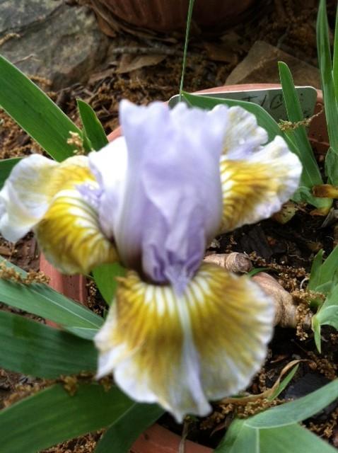 Photo of Miniature Dwarf Bearded Iris (Iris 'Celtic Pixie') uploaded by grannysgarden