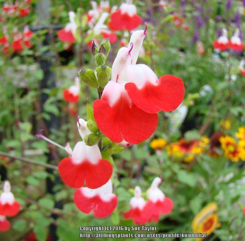 Photo of Blackcurrant Sage (Salvia microphylla 'Hot Lips') uploaded by kniphofia