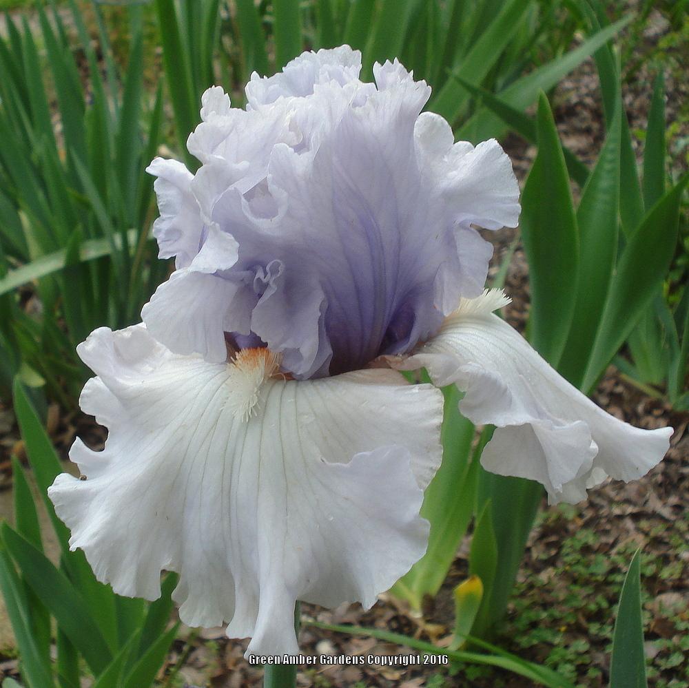 Photo of Tall Bearded Iris (Iris 'Fogbound') uploaded by lovemyhouse
