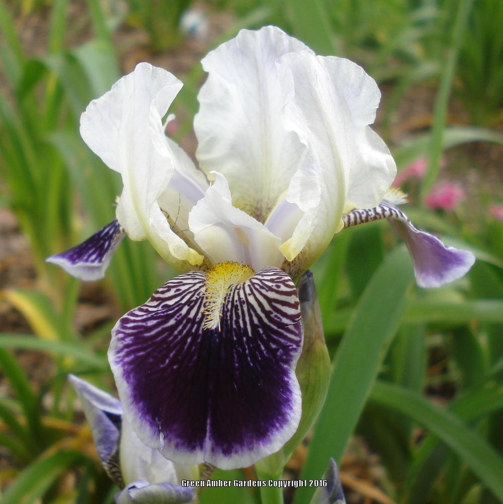 Photo of Miniature Tall Bearded Iris (Iris 'Frosted Velvet') uploaded by lovemyhouse