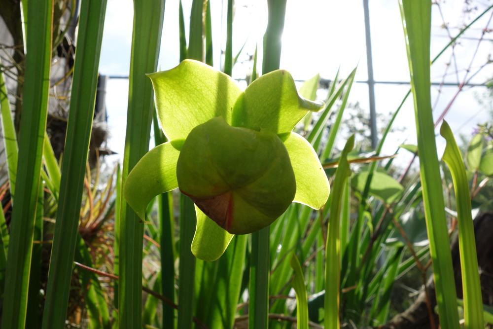 Photo of Pitcher Plant (Sarracenia flava) uploaded by mellielong
