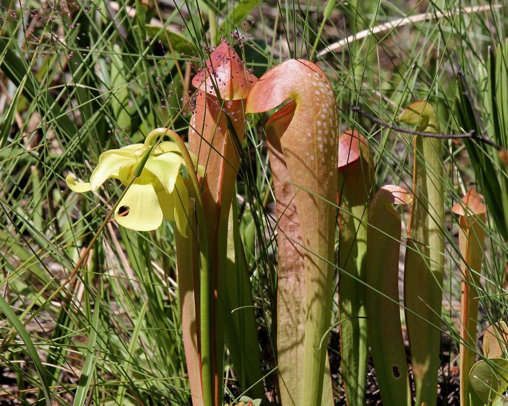 Photo of Hooded Pitcher Plant (Sarracenia minor) uploaded by robertduval14