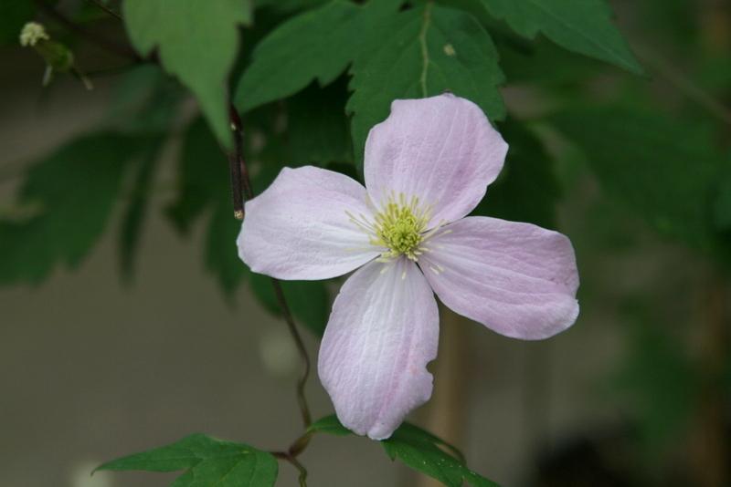 Photo of Clematis (Clematis montana 'Mayleen') uploaded by Calif_Sue