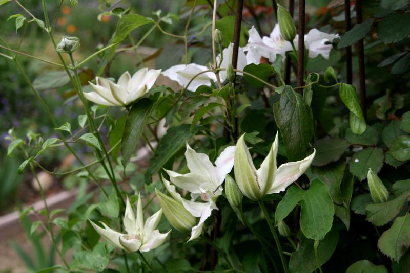 Photo of Clematis Hyde Hall™ uploaded by Calif_Sue