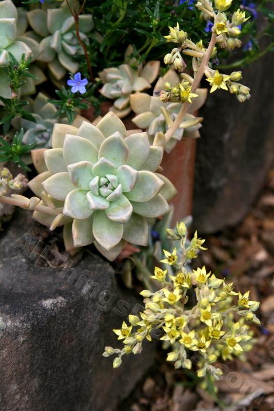 Photo of Ghost Plant (XGraptosedum 'Ghosty') uploaded by Calif_Sue