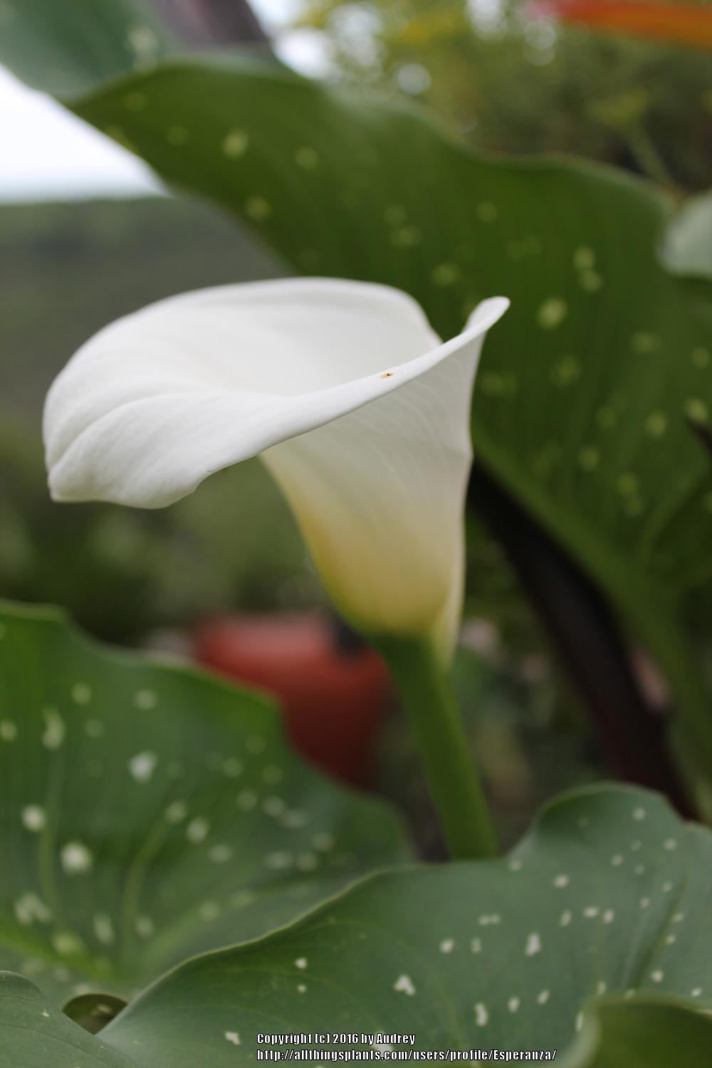 Photo of Calla Lily (Zantedeschia aethiopica 'White Giant') uploaded by Esperanza